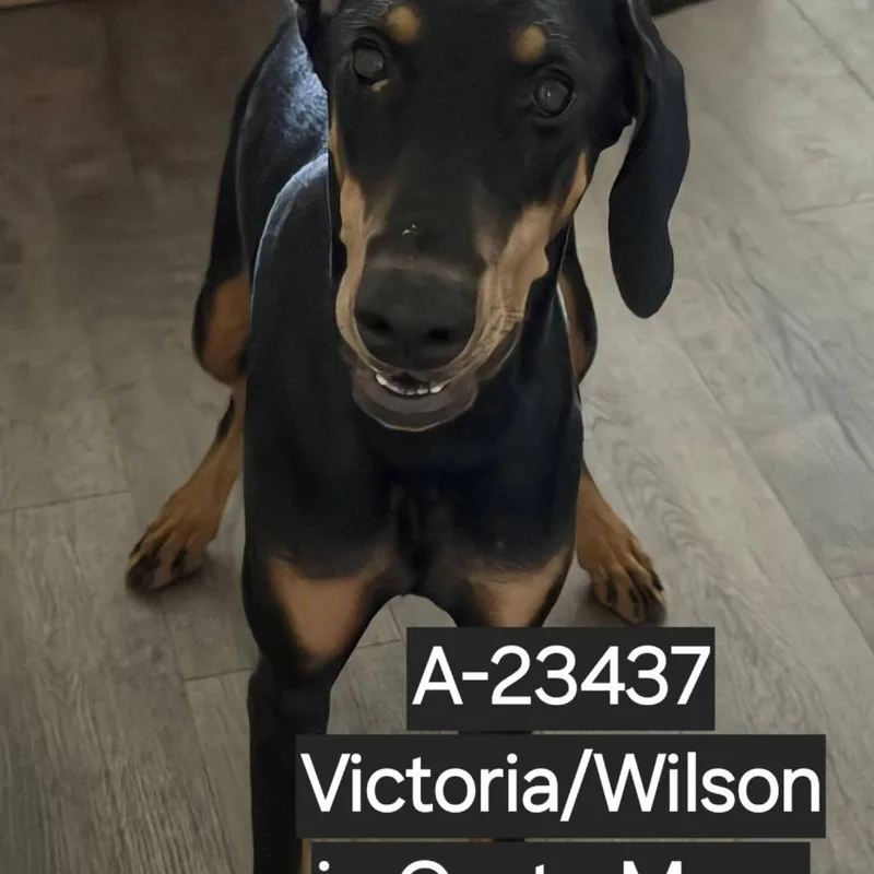 A young medium-sized female Black Doberman Pinscher dog named WAGSStray for adoption in Westminster, CA