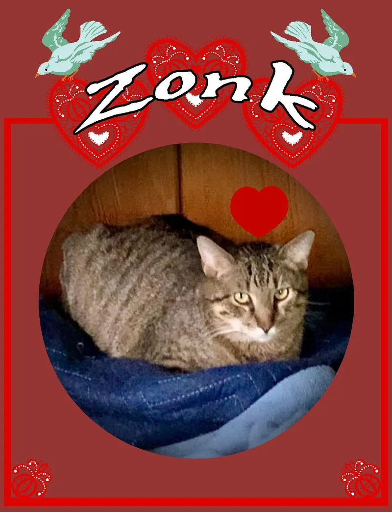 Zonk thumbnail 3