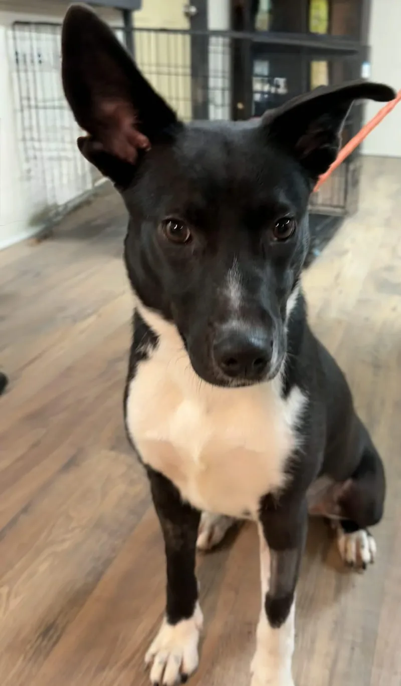 An adult medium-sized female Black Basenji dog named Marley for adoption in Baxter, KY
