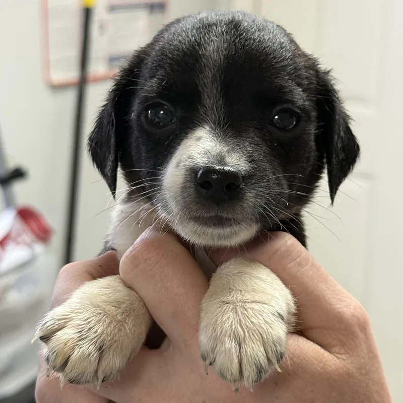A baby medium-sized male Mixed Breed dog named Biscoff Cookie Butter for adoption in Columbia, SC