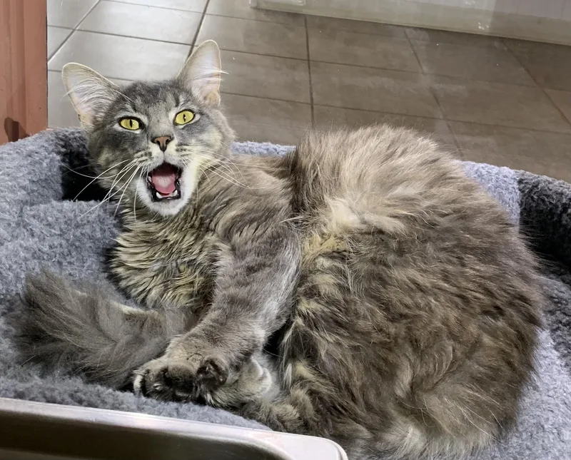 A young large-sized male Tabby (Gray / Blue / Silver) Domestic Long Hair cat named Gizmo for adoption in Massena, NY