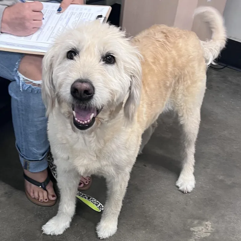 An adult large-sized female Yellow / Tan / Blond / Fawn Labrador Retriever dog named Millie for adoption in Tampa, FL