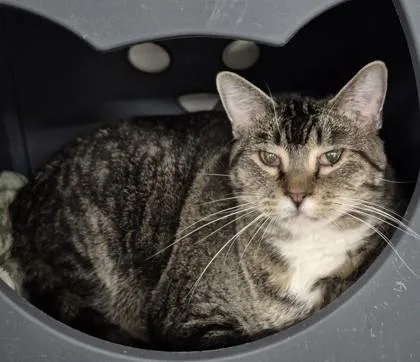 An adult medium-sized male Tabby (Buff / Tan / Fawn) Domestic Short Hair cat named Dorset for adoption in Butte, MT