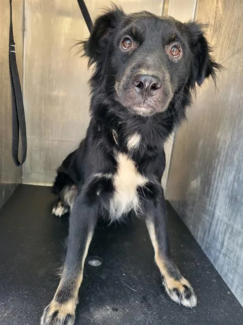 An adult medium-sized female Border Collie dog named Savory for adoption in San Antonio, TX