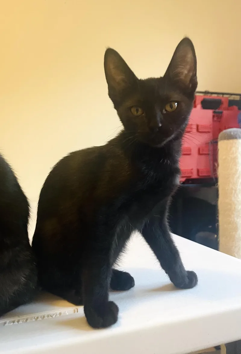 A baby small-sized female Black Domestic Short Hair cat named Luna Lindner for adoption in Chandler, AZ