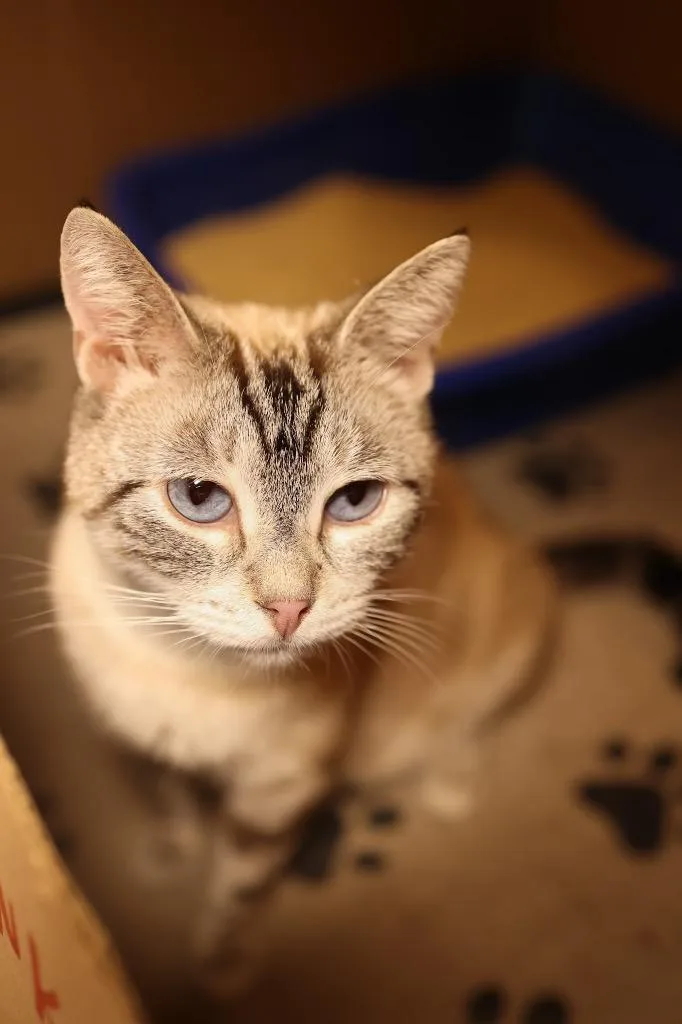 A young medium-sized female Blue Point Siamese cat named Electra for adoption in Mira Loma, CA