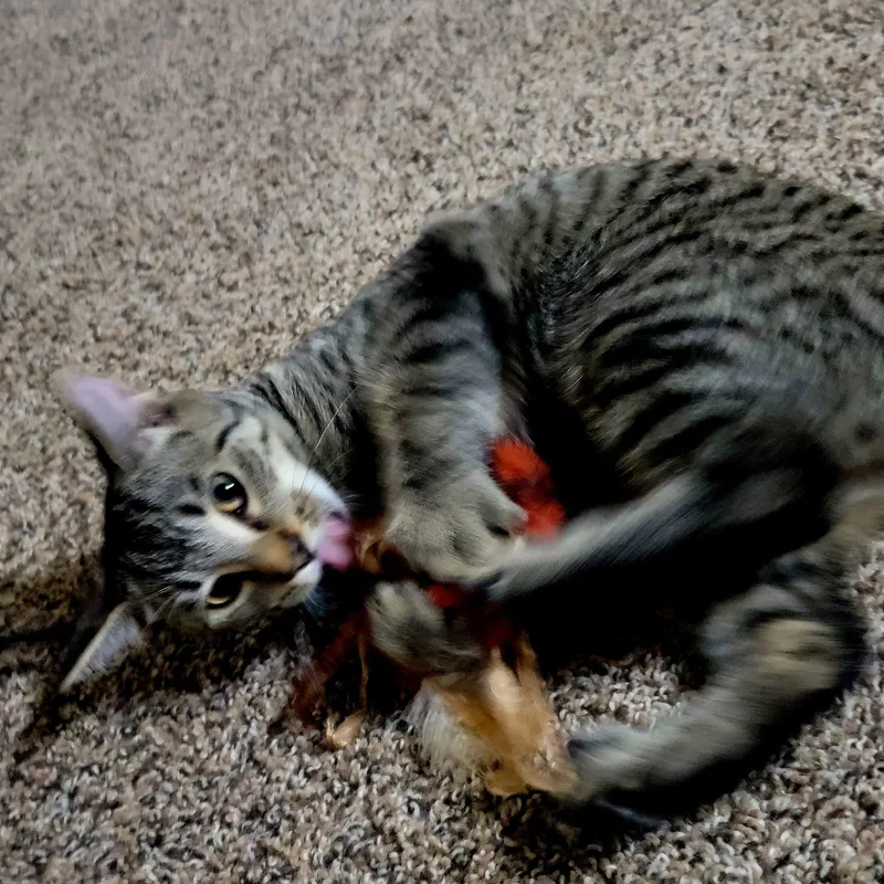 A baby medium-sized female Tabby (Brown / Chocolate) Domestic Short Hair cat named Wendy Peppercorn for adoption in Hudsonville, MI