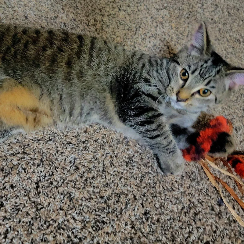 Wendy Peppercorn thumbnail 2