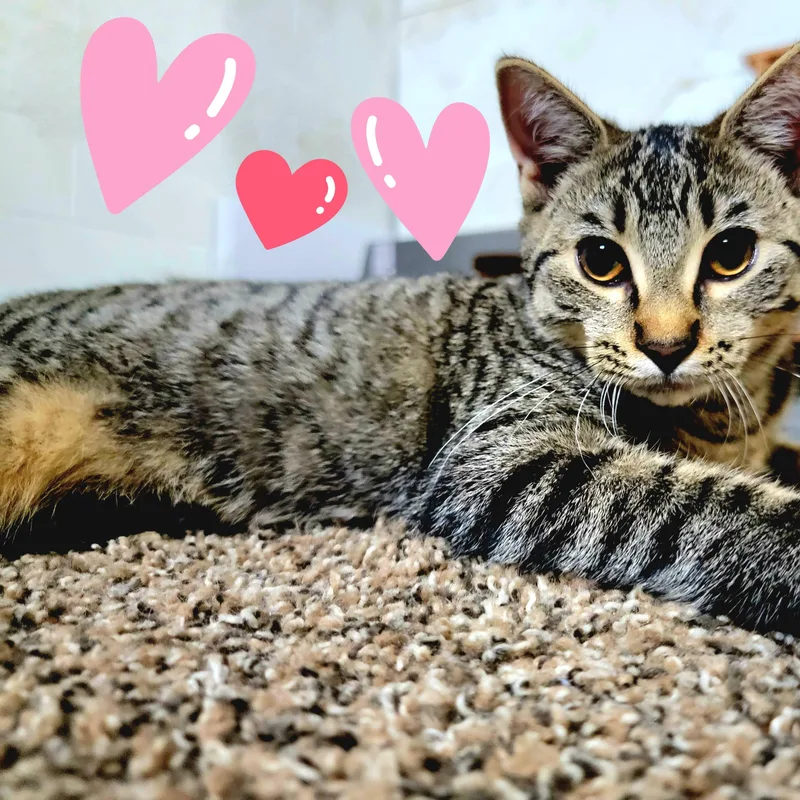 Wendy Peppercorn thumbnail 3