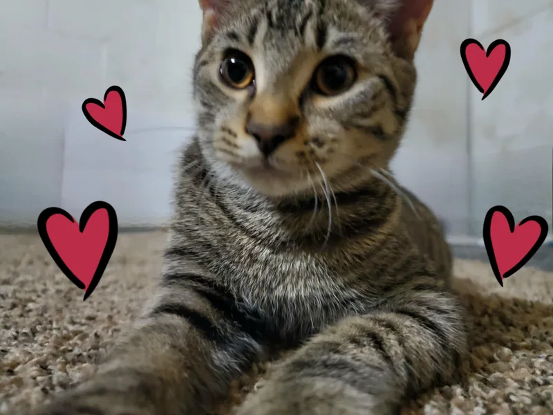 Wendy Peppercorn thumbnail 4