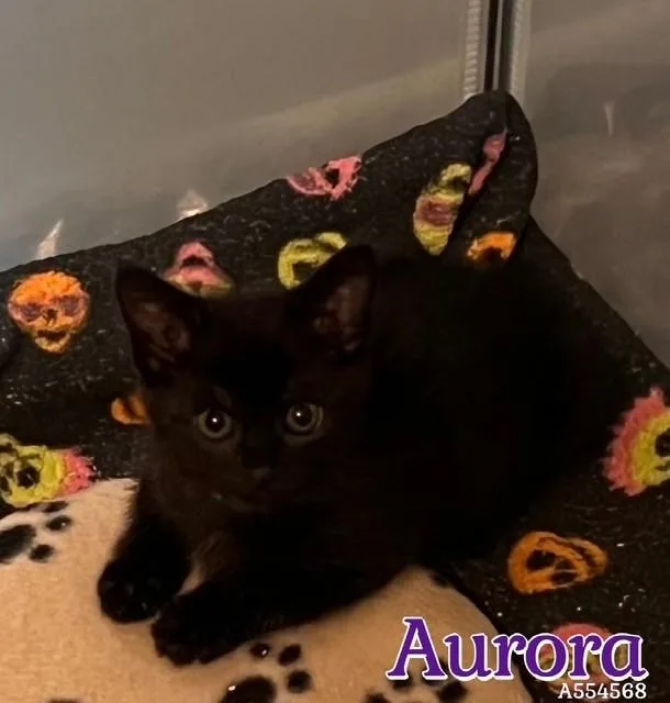 A baby small-sized female Domestic Short Hair cat named Aurora for adoption in Santa Maria, CA