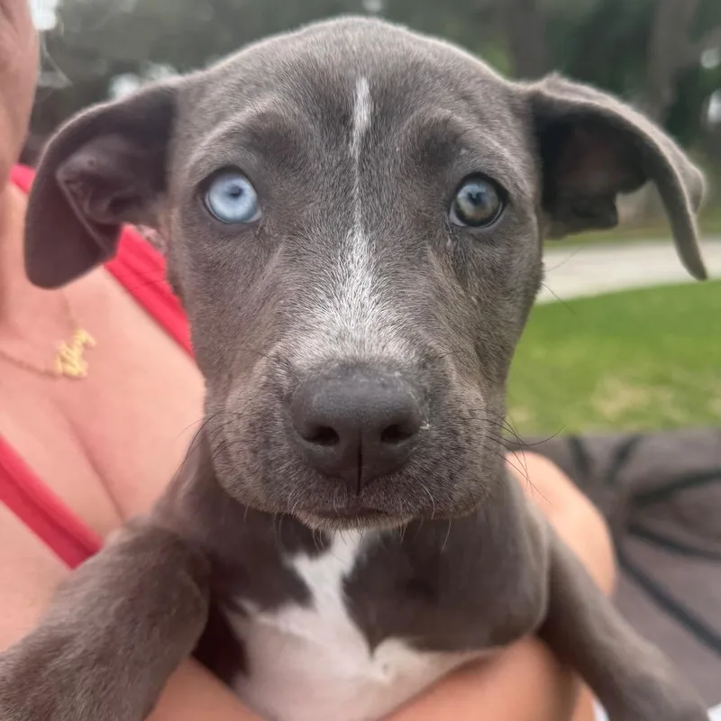 A baby small-sized female Gray / Blue / Silver English Bulldog dog named Jade for adoption in Midland, TX