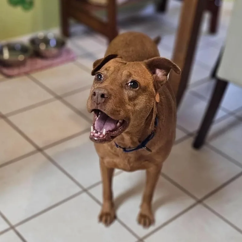 An adult medium-sized female Golden American Bully dog named Sydney for adoption in Pelham, NH