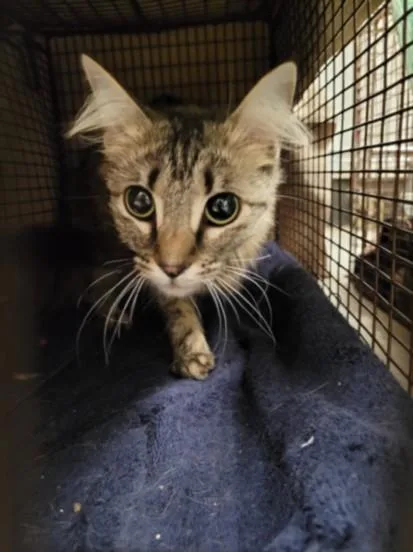 A young large-sized female Domestic Medium Hair cat named Nova for adoption in Van Nuys, CA