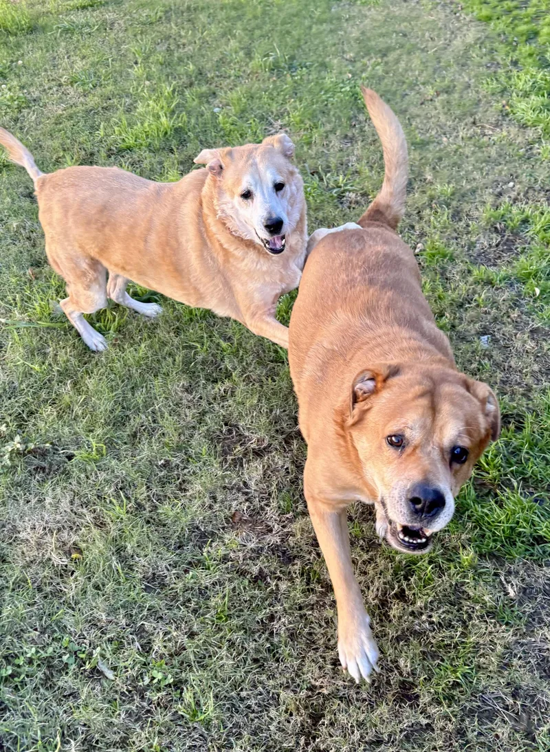 Justice & Blessing  thumbnail 2