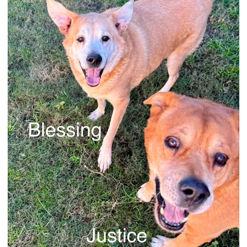 Justice & Blessing