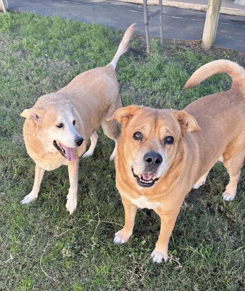 Justice & Blessing  thumbnail 3