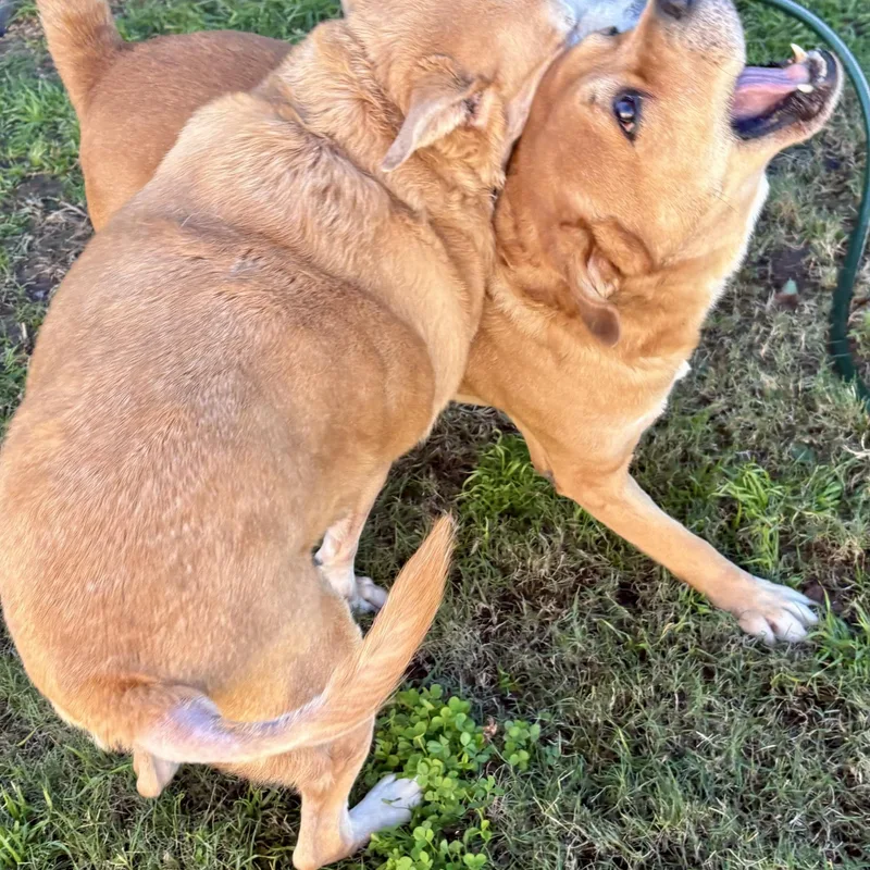 Justice & Blessing  thumbnail 5