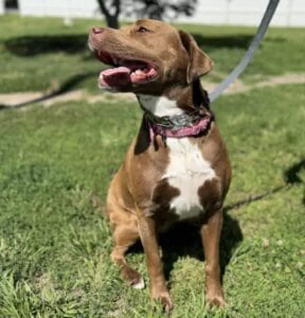 An adult large-sized female Labrador Retriever dog named Alice for adoption in Salisbury, MD