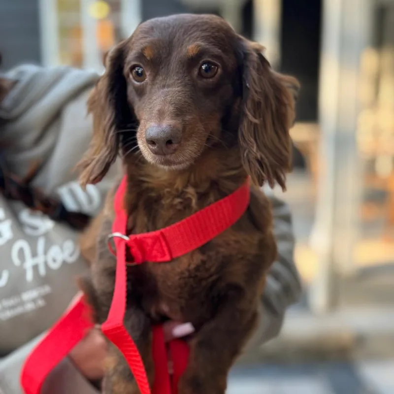 An adult small-sized female Dachshund (Long Haired) dog named Pesto for adoption in St. Charles, IL