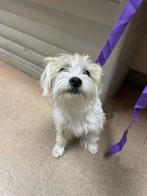 A young small-sized female Shih Tzu dog named Chickpea for adoption in San Jose, CA