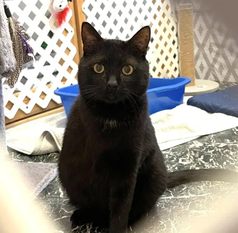 An adult medium-sized male Domestic Short Hair cat named Duck for adoption in Sebastian, FL