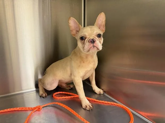 A young small-sized male French Bulldog dog named Butters for adoption in Tustin, CA