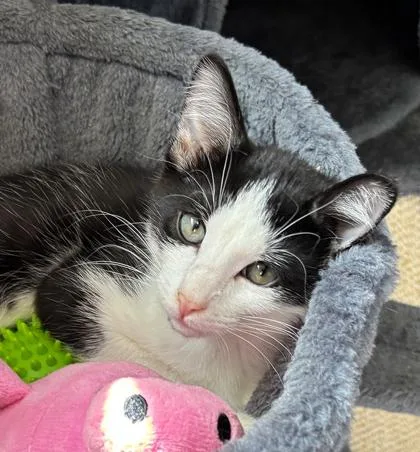 A baby small-sized male Domestic Short Hair cat named Chiku for adoption in Cumming, GA
