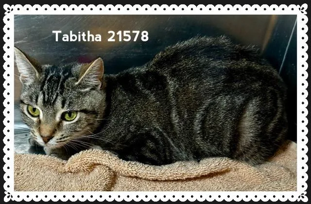 A baby medium-sized female Tabby (Brown / Chocolate) Domestic Short Hair cat named Tabitha for adoption in Marietta, GA