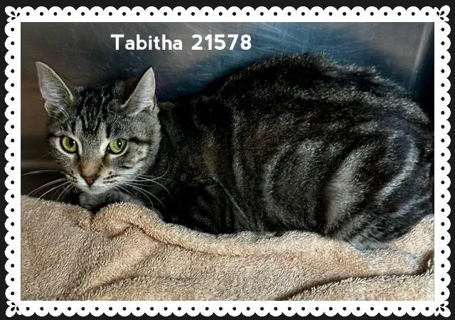 Tabitha thumbnail 2