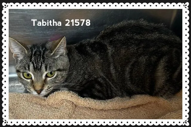 Tabitha thumbnail 3