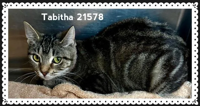Tabitha thumbnail 4