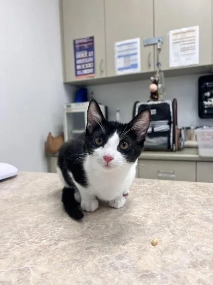 A baby medium-sized female Domestic Medium Hair cat named Notebook for adoption in Pleasanton, CA