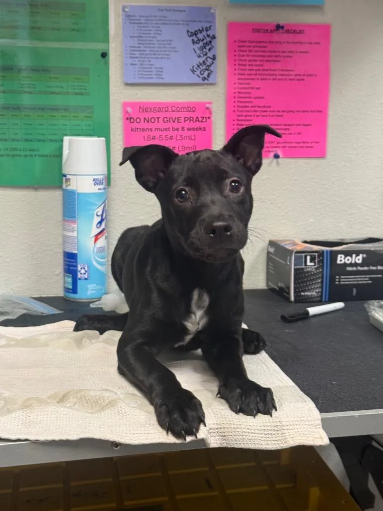 A baby medium-sized female Pit Bull Terrier dog named Camara for adoption in Sorrento, LA