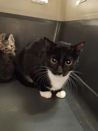A young small-sized female Domestic Short Hair cat named Clover for adoption in Palm Coast, FL