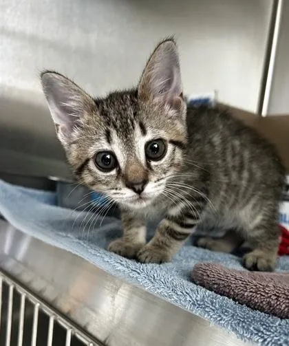 A baby small-sized female Domestic Short Hair cat named Winnie for adoption in Westland, MI