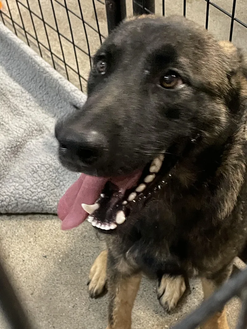 A young medium-sized male German Shepherd Dog dog named Thor for adoption in Billings, MT