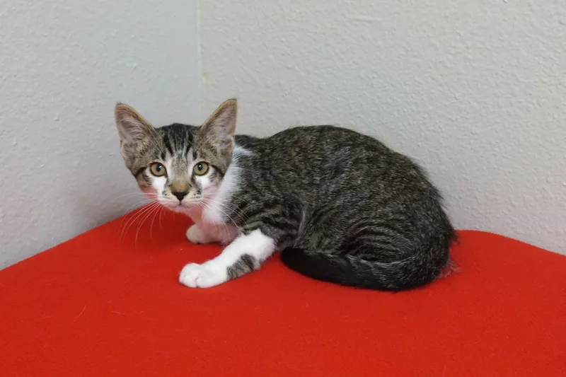A baby small-sized male Domestic Short Hair cat named Ringo Starr for adoption in Fountain Hills, AZ