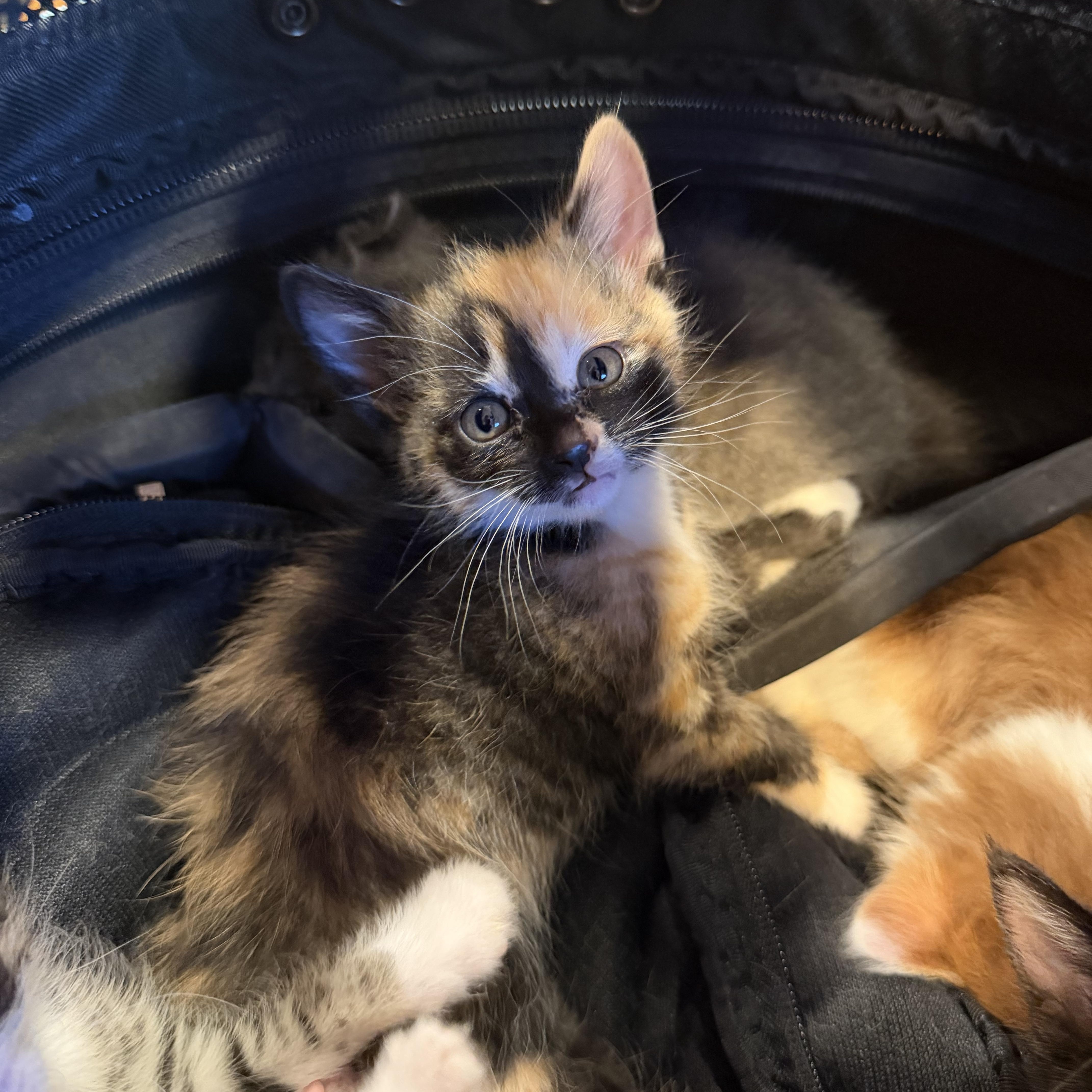 A baby medium-sized female Calico cat named Olympia for adoption in Buffalo, NY