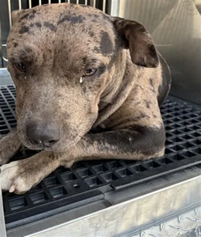 A young large-sized male Mixed Breed dog named Guile for adoption in Dallas, TX