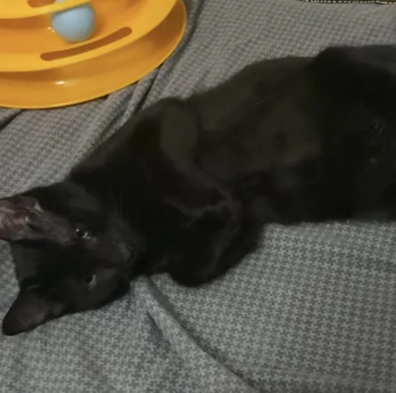 A baby small-sized male Black Domestic Short Hair cat named Luca for adoption in Chalfont, PA