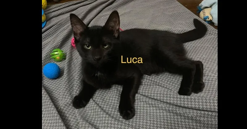 Luca thumbnail 2