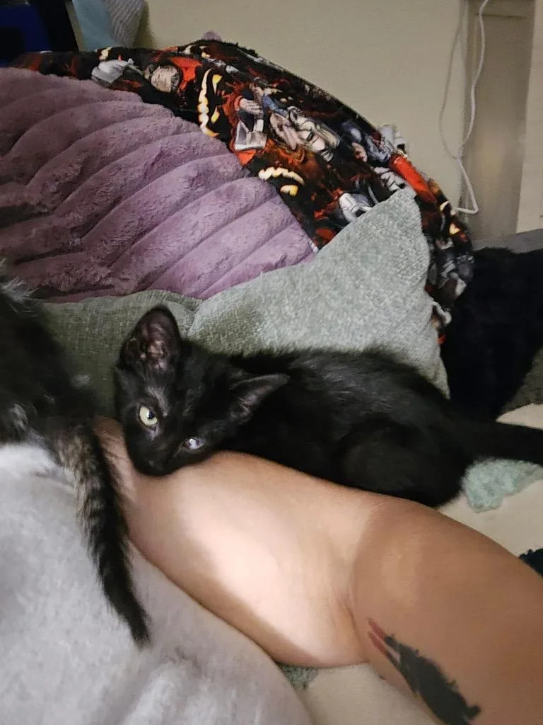 A baby small-sized male Domestic Short Hair cat named Opie for adoption in Ada, OK