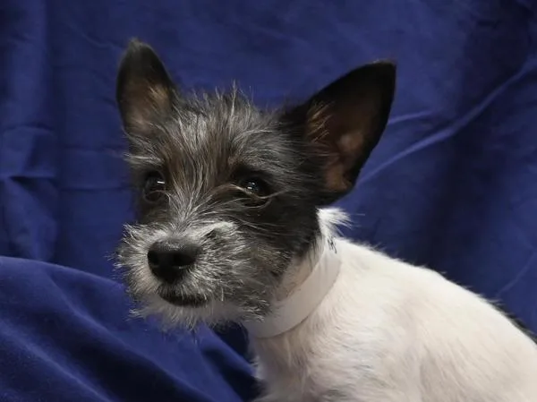 Frankie
