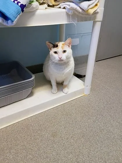 An adult small-sized female Domestic Short Hair cat named Pickles for adoption in Beatrice, NE