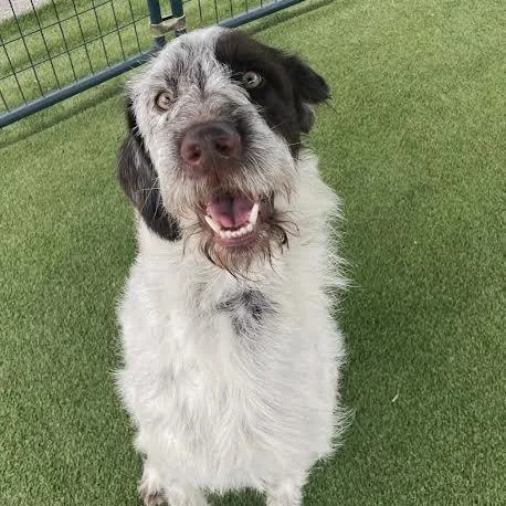 A young large-sized male German Wirehaired Pointer dog named Henry for adoption in Hopkinsville, KY