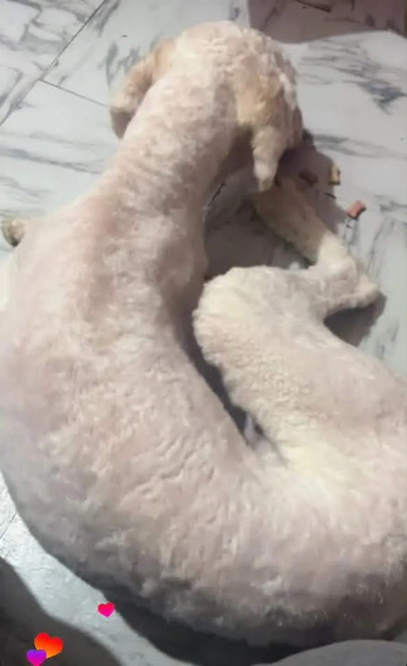 Charlie Daniels thumbnail 3