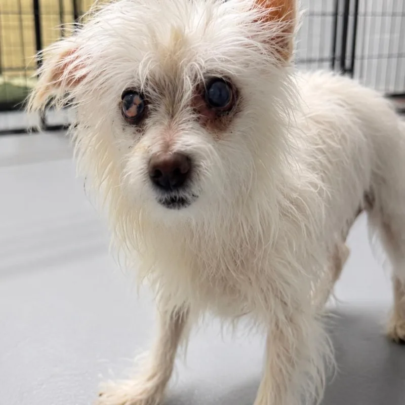 A senior small-sized female White / Cream Mixed Breed dog named Betty White for adoption in Henderson, KY