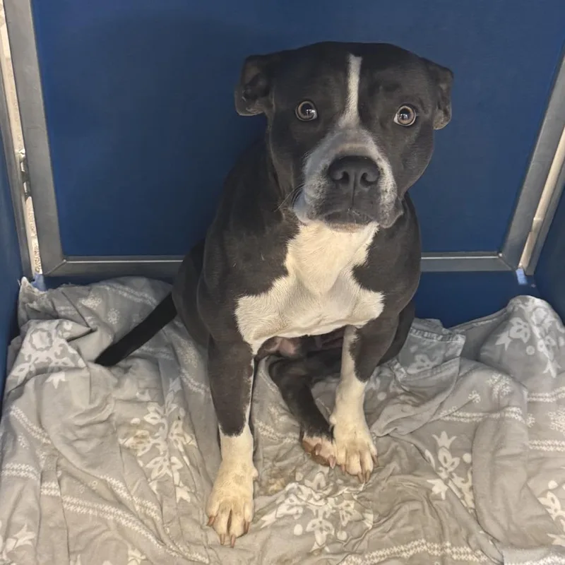 An adult medium-sized female Gray / Blue / Silver Mixed Breed dog named Shy for adoption in Las Cruces, NM
