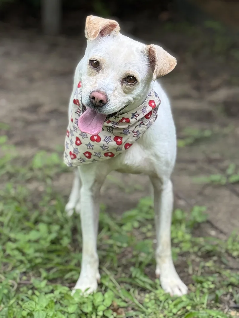 A young small-sized female Yellow / Tan / Blond / Fawn Pug dog named Nora Jean for adoption in Houston, TX